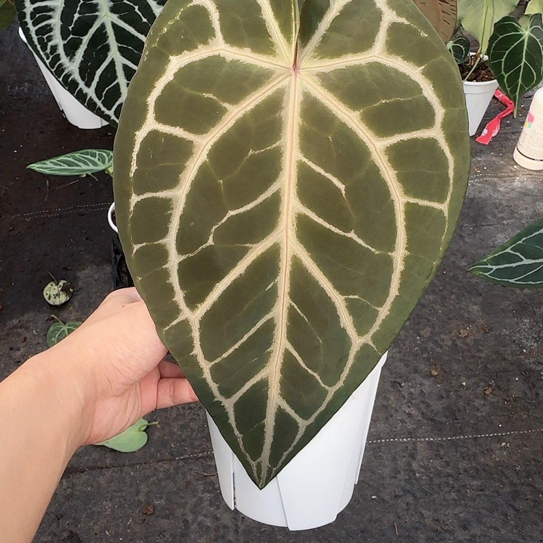 完全开放米歇尔杂银骑