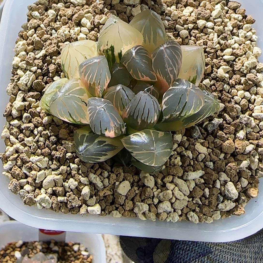 284号OM玉露锦 5.2 厘米左右一物一拍带盆发货