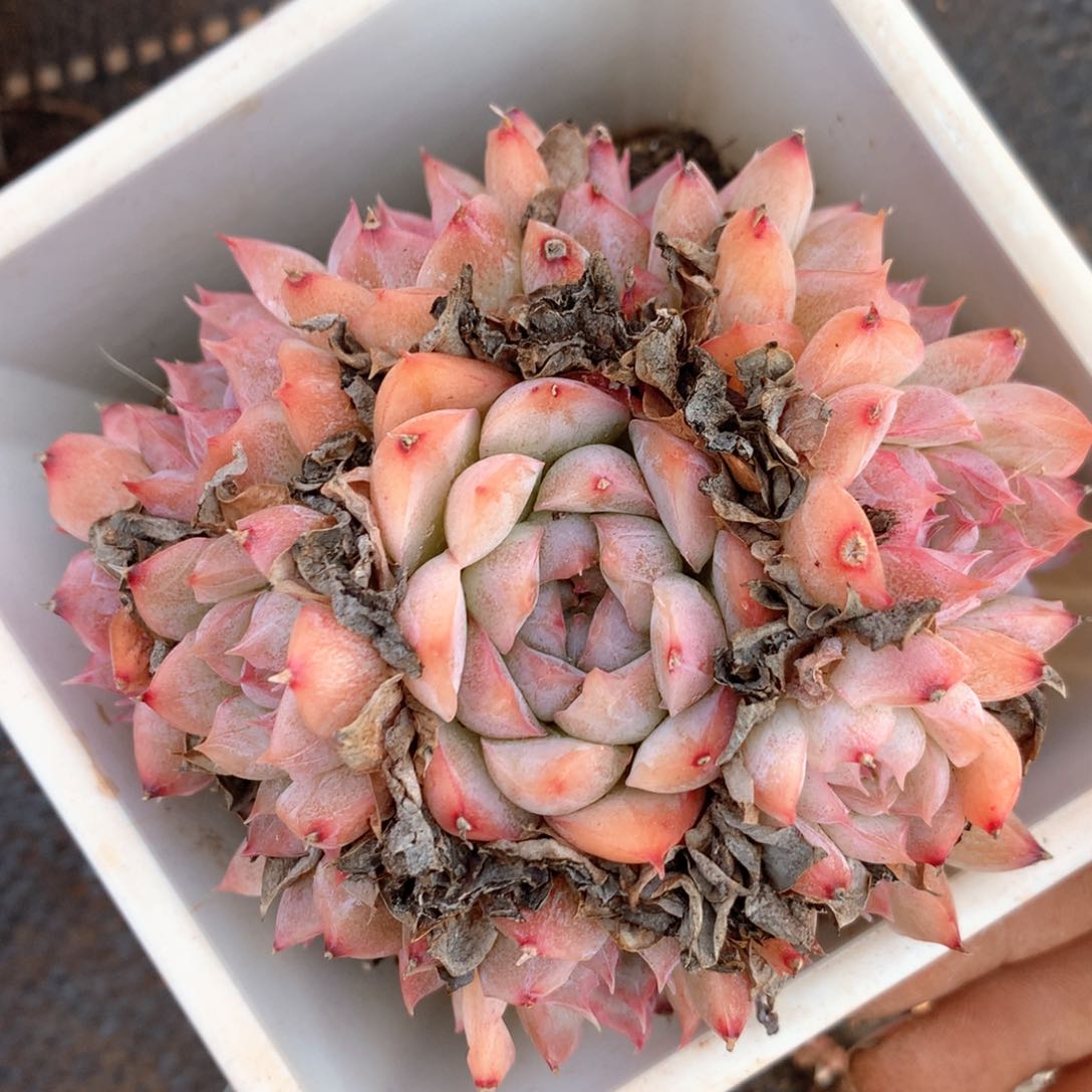 6866杂交多肉植物瑕疵不售后