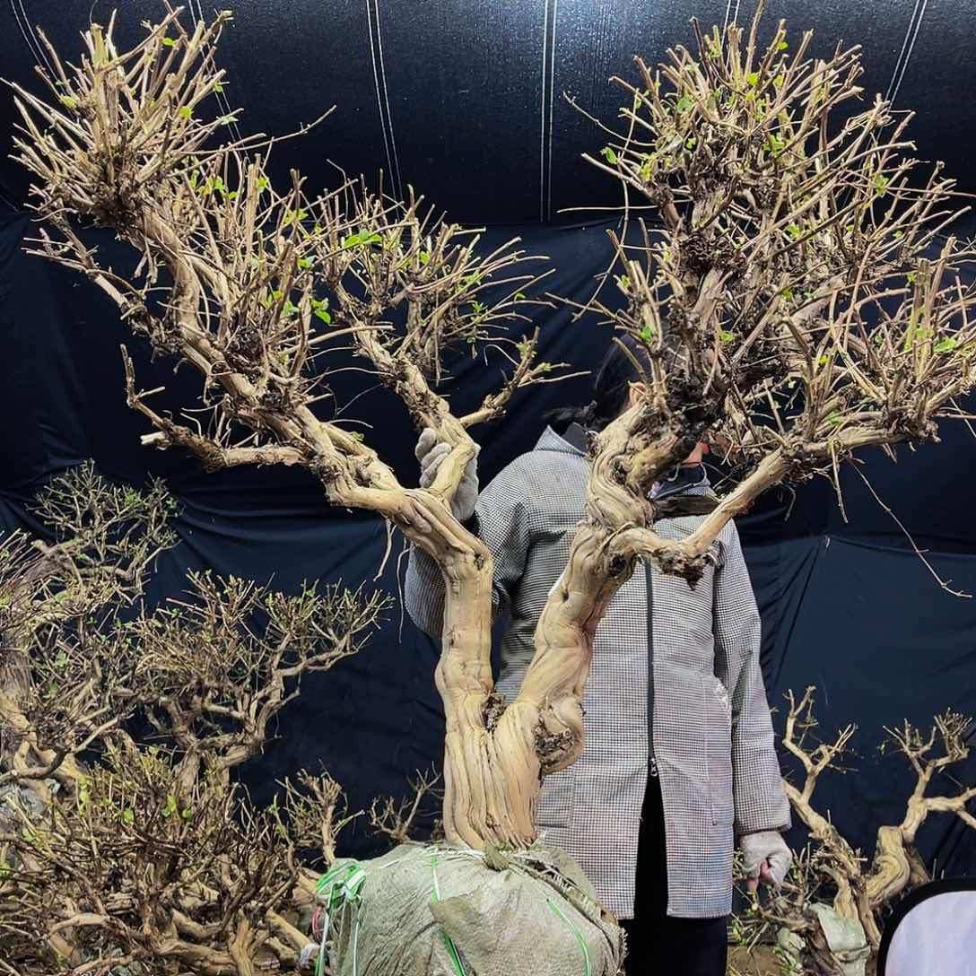 金银花的故事是一个