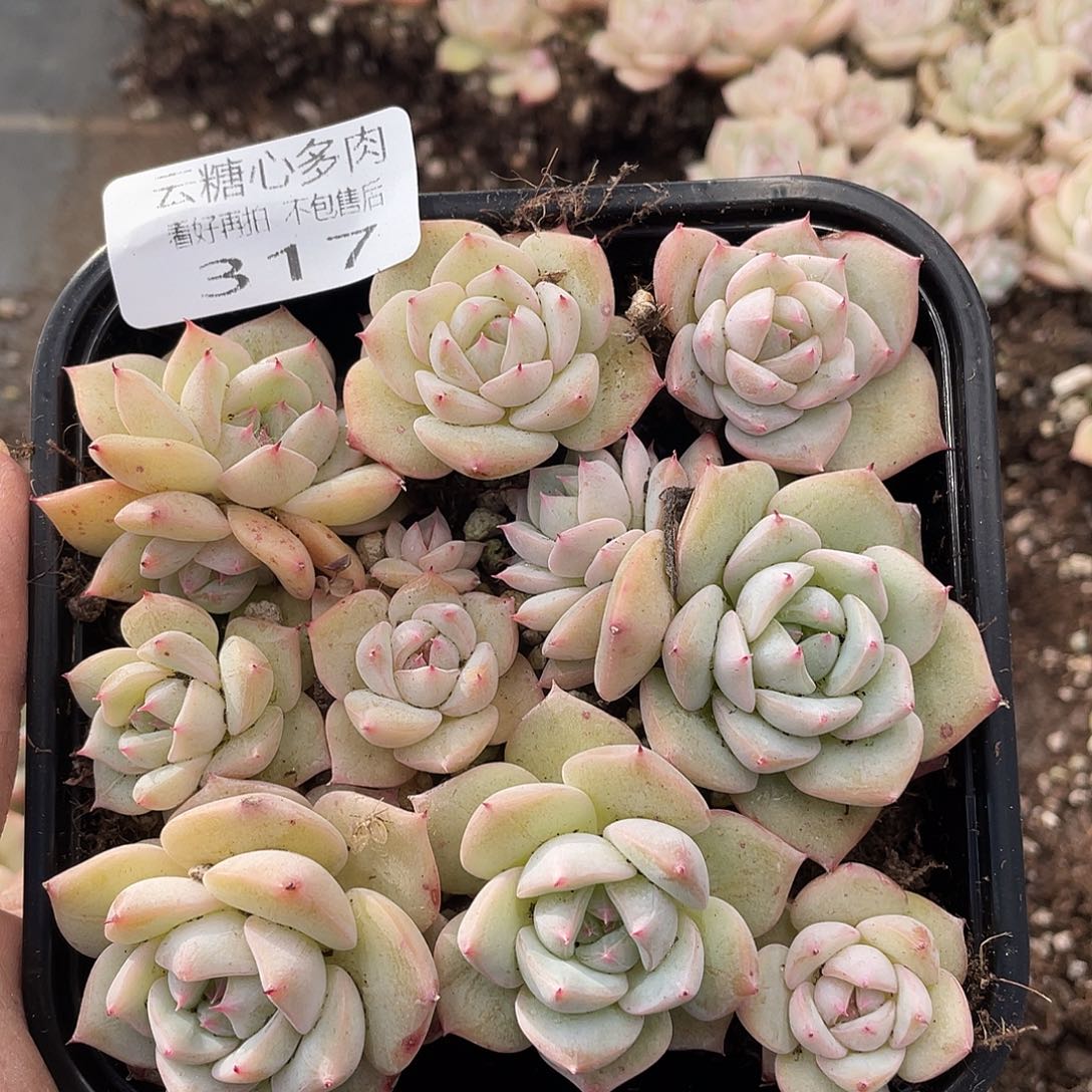 云糖心多肉植物317