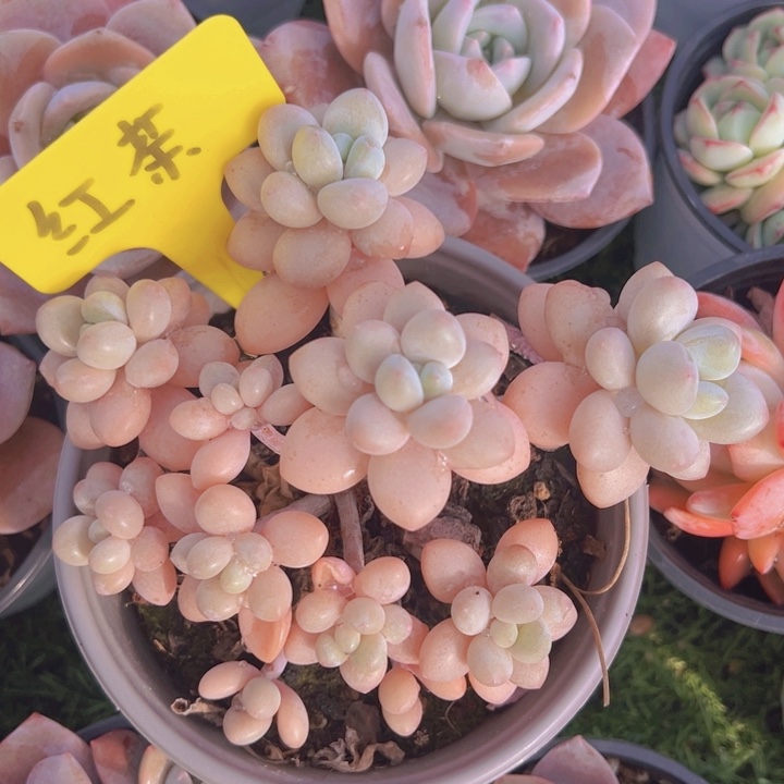 健健康康平平安安