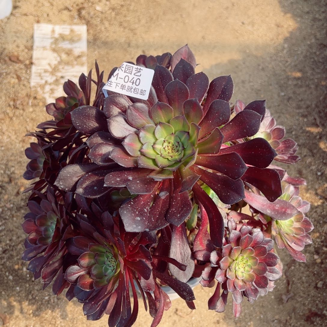 黑瞳中班多肉植物040