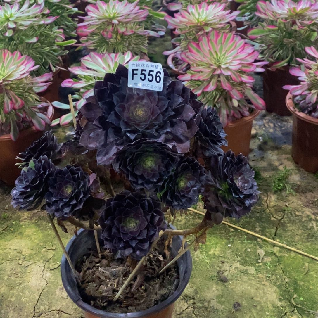 ?****?556花花公子一棵