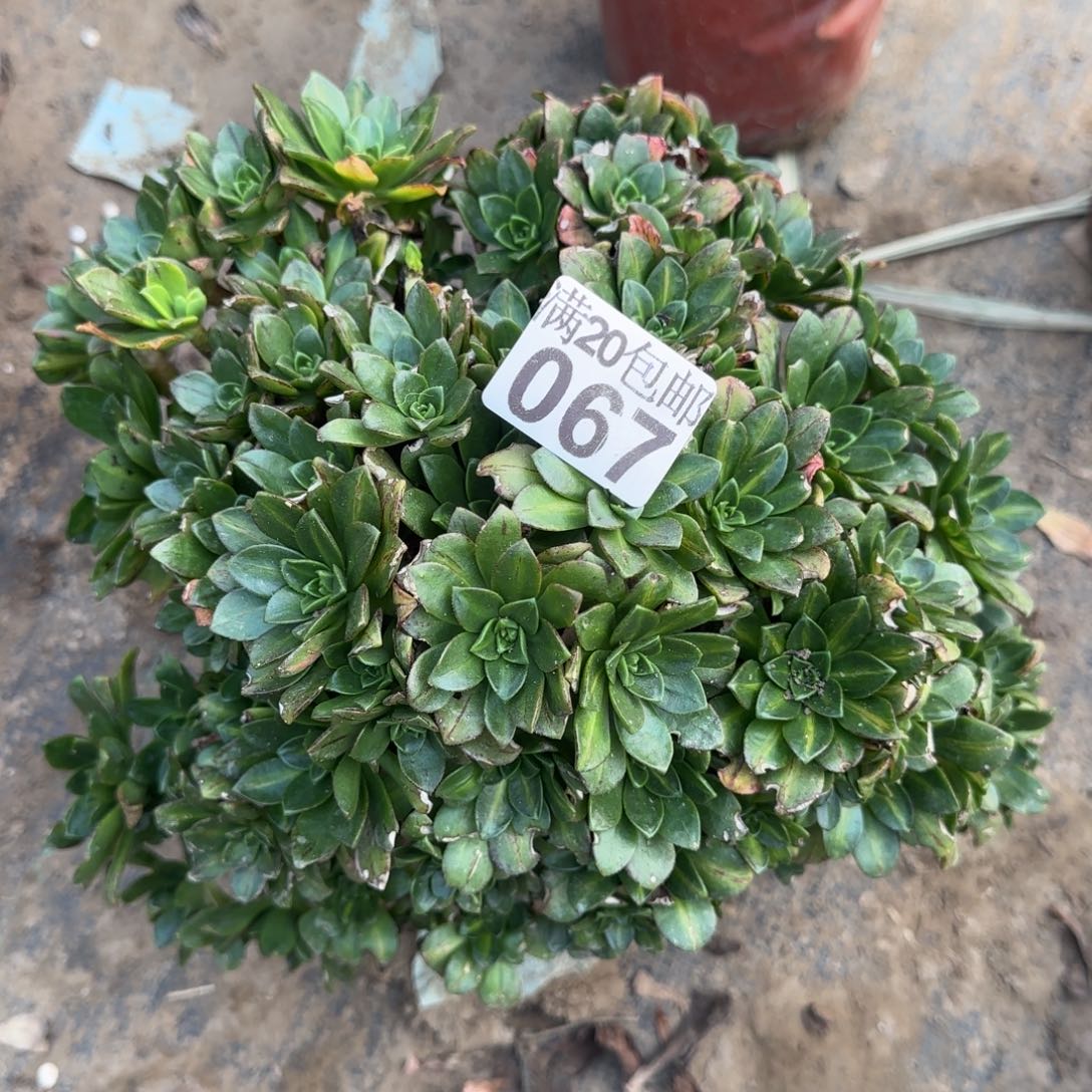 花茶067满20包邮断枝不包