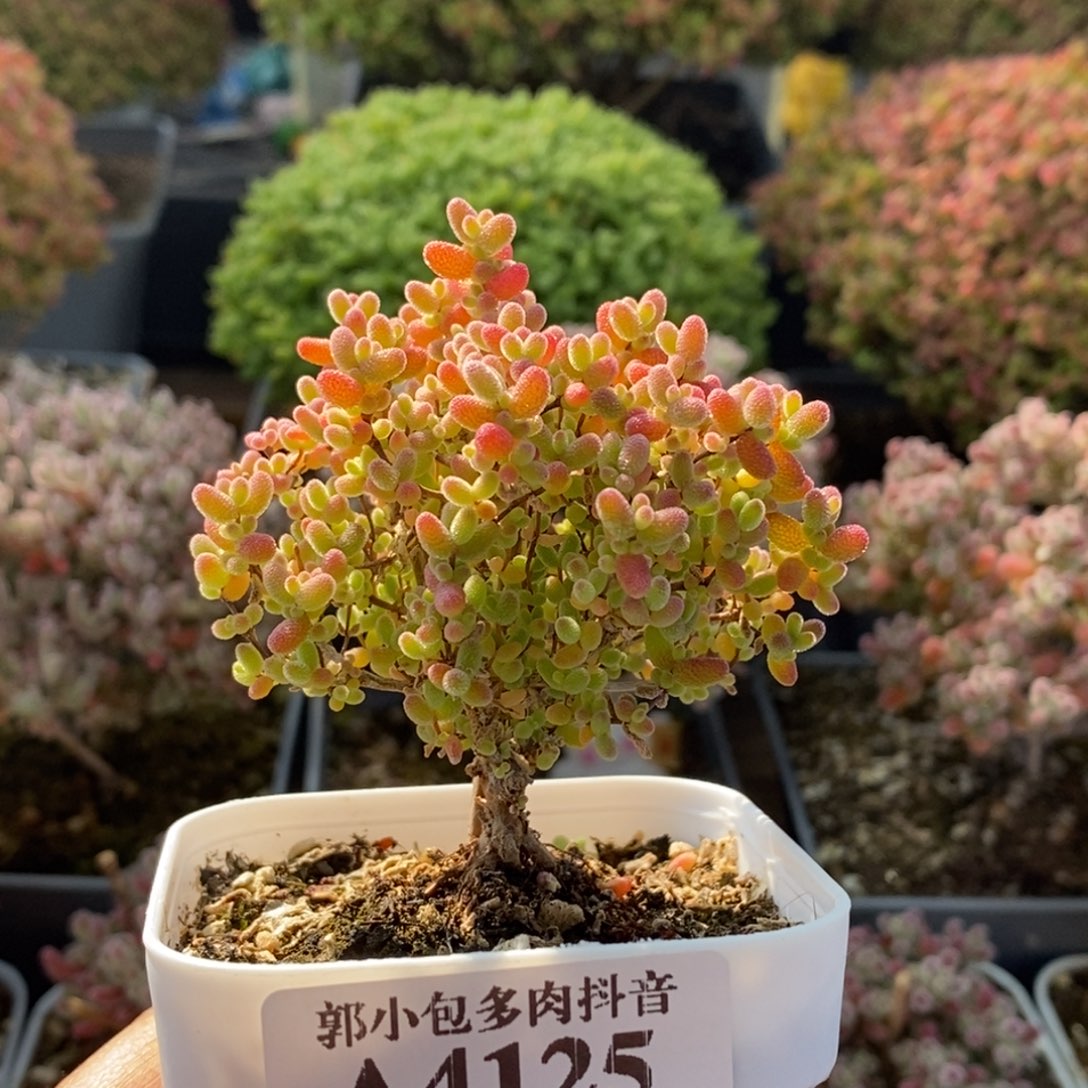 开播福利蜜橘糖球4125