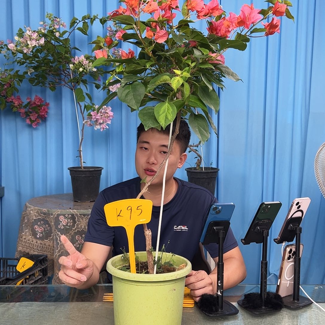 微***语当前无花栽培后可以开花K.95暗夕