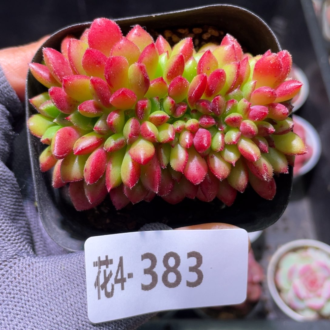 花利美4-383红唇缀化