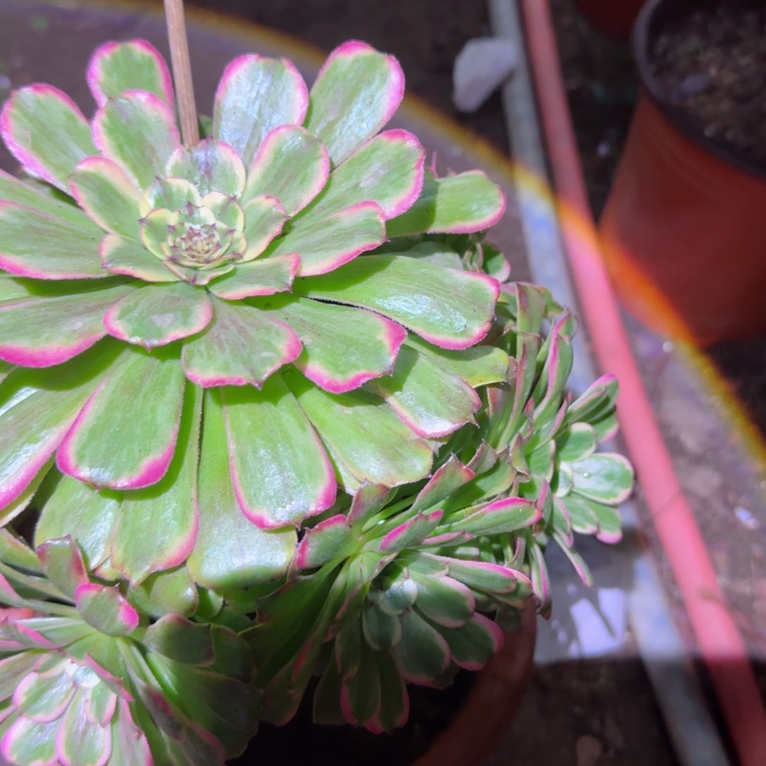 沙黄法师多肉506