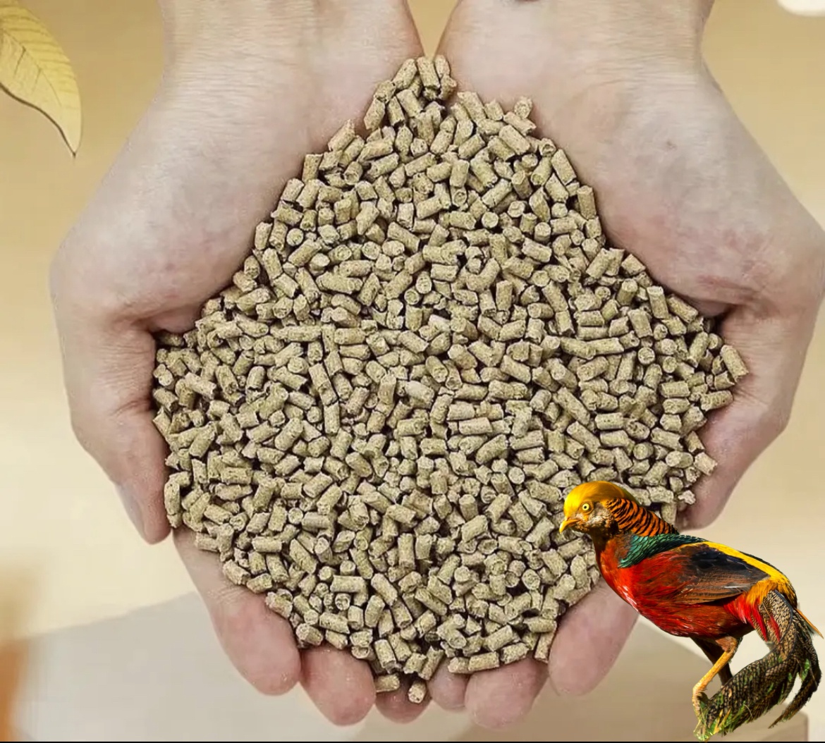 4到6两半斤左右七彩机   饲料顺丰包邮发货