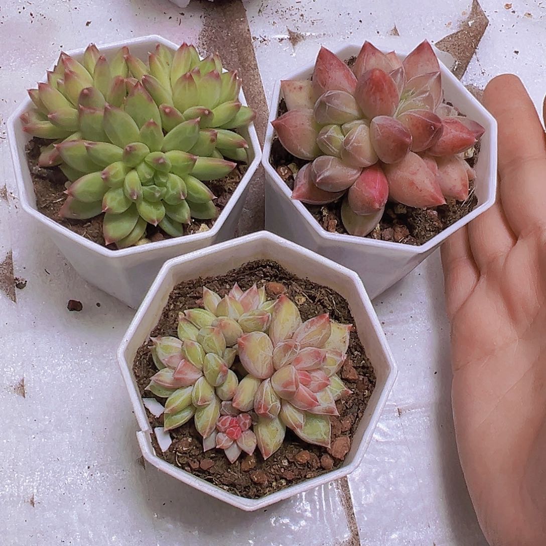 美人群生组合3盆19包邮