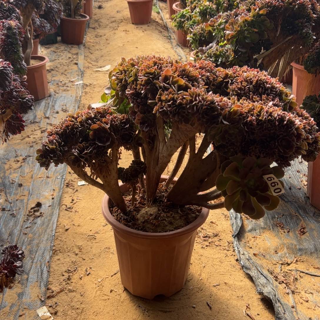 有伤玫瑰660官府50