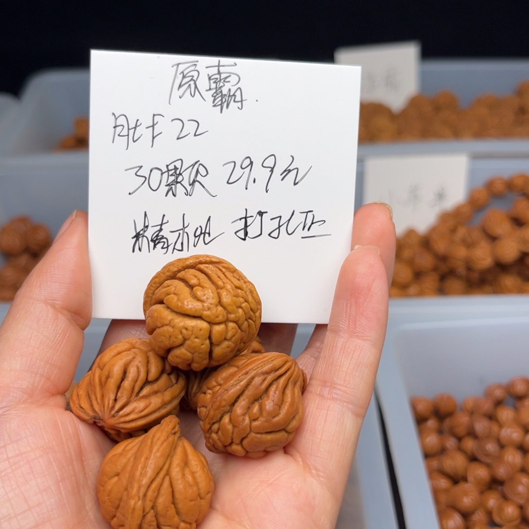 文玩核桃把件霸王龙22尺寸