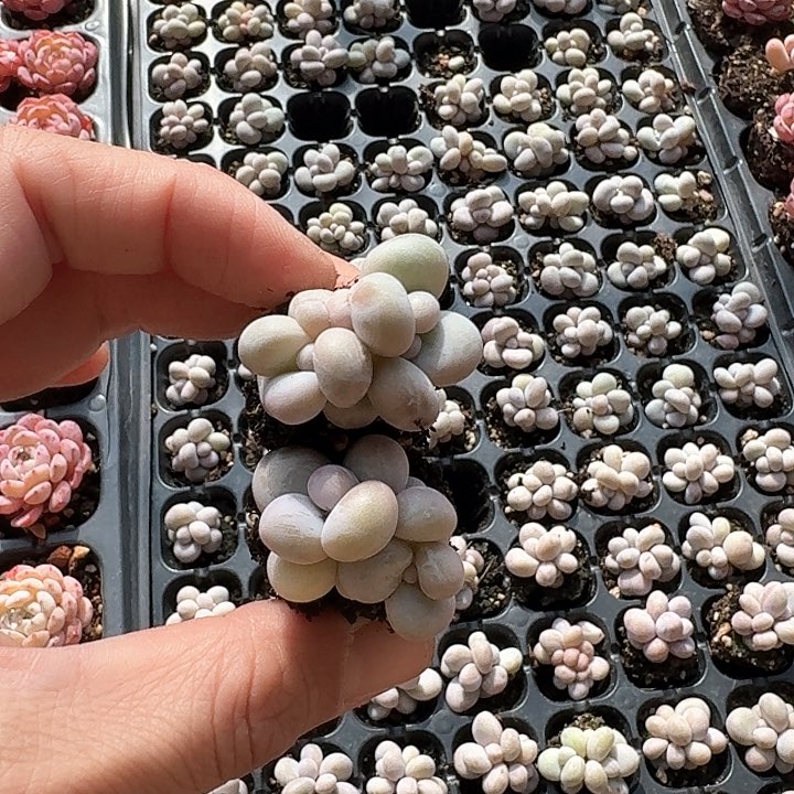 别**～b n h g g hu yy 501