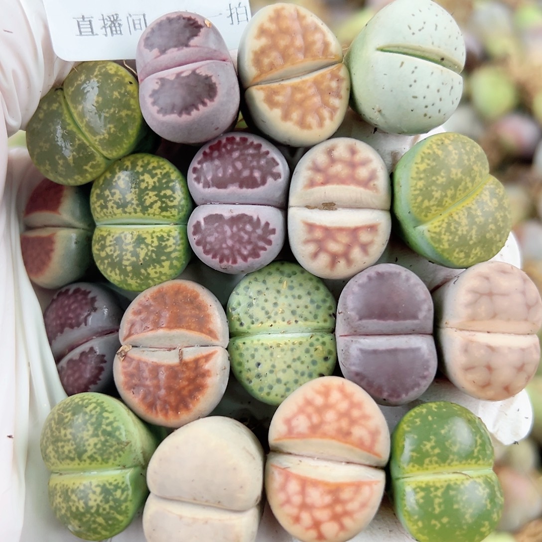 8590 好养易活生石花大母本18个