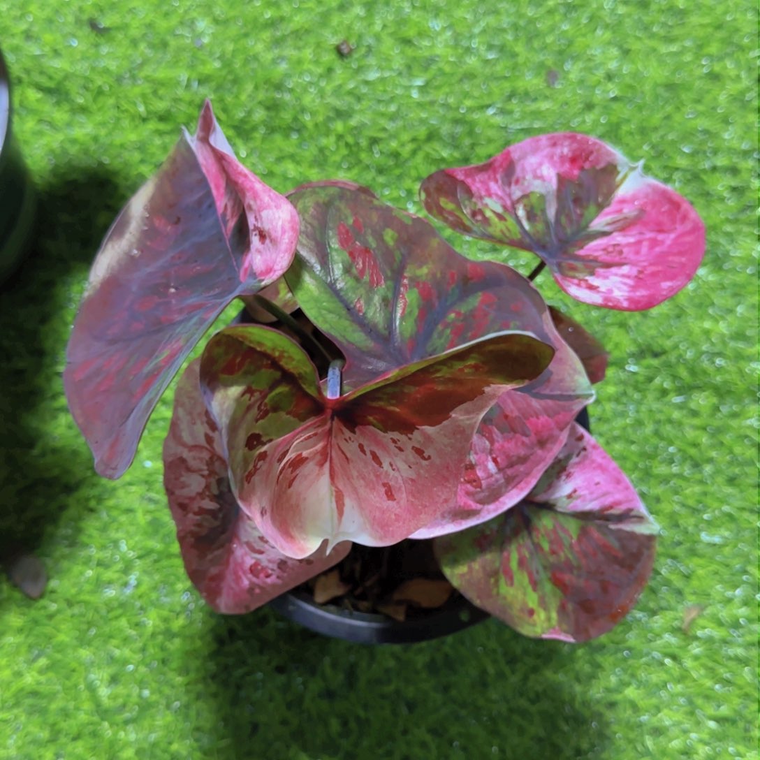 366-0909泰国发货路西法