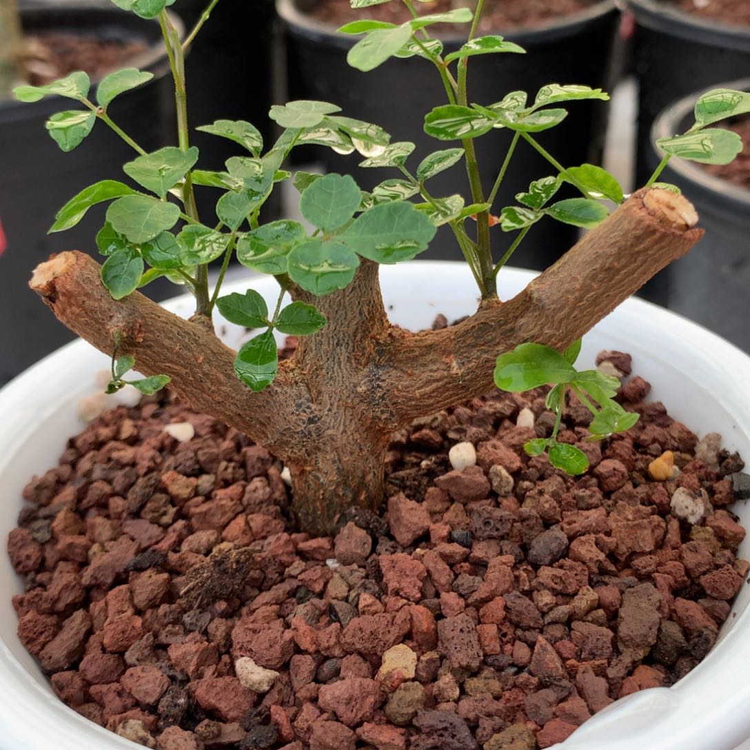 波叶橄榄波叶橄榄