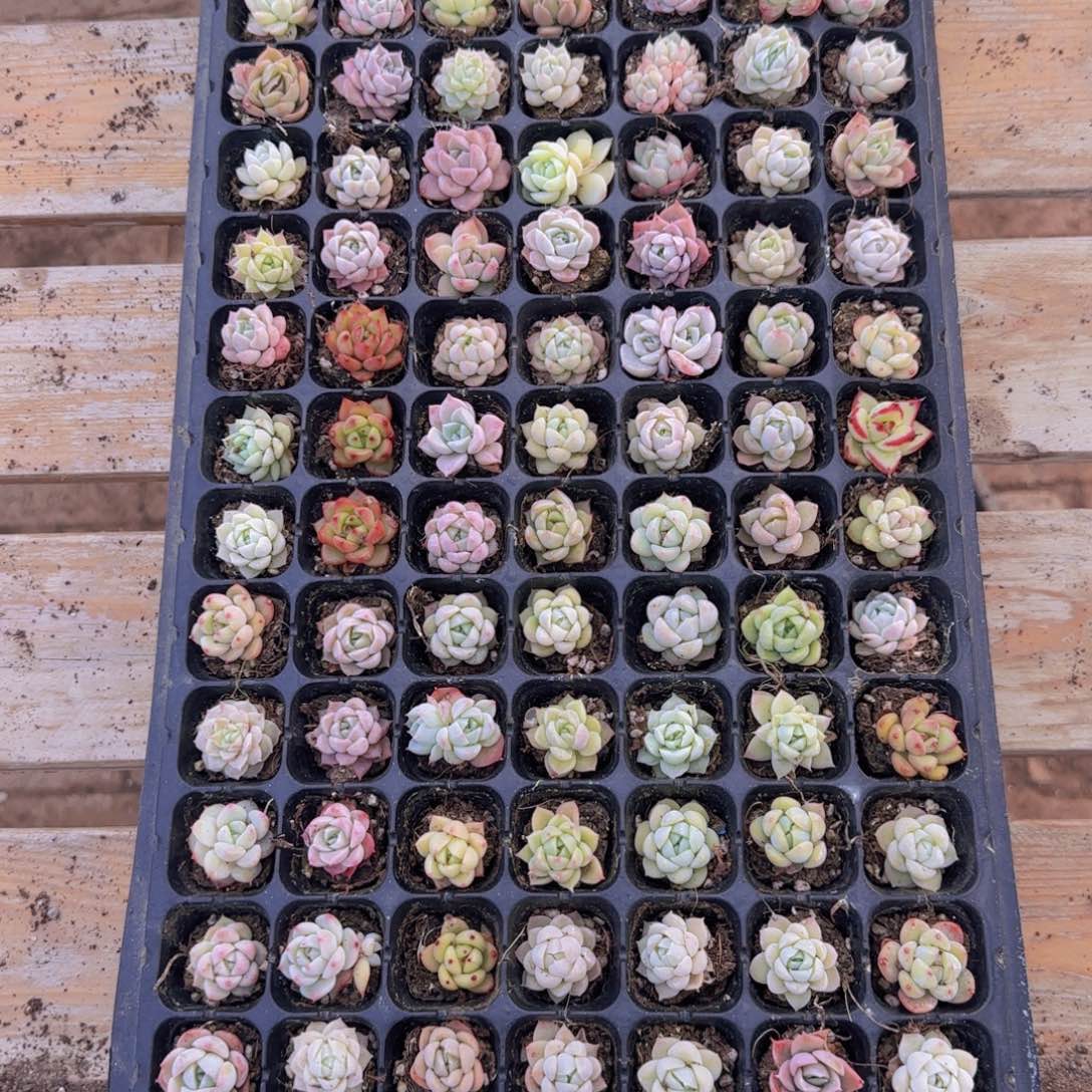 直播一物一拍多肉05