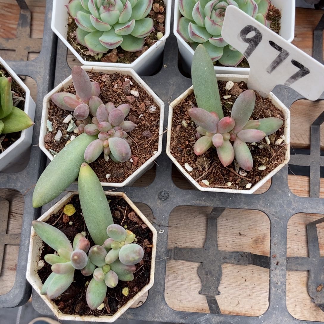 萌***糖977烟花3颗多肉植物