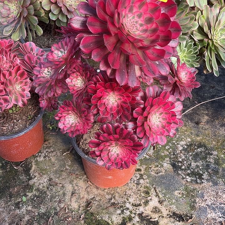 红铜白多肉植物080
