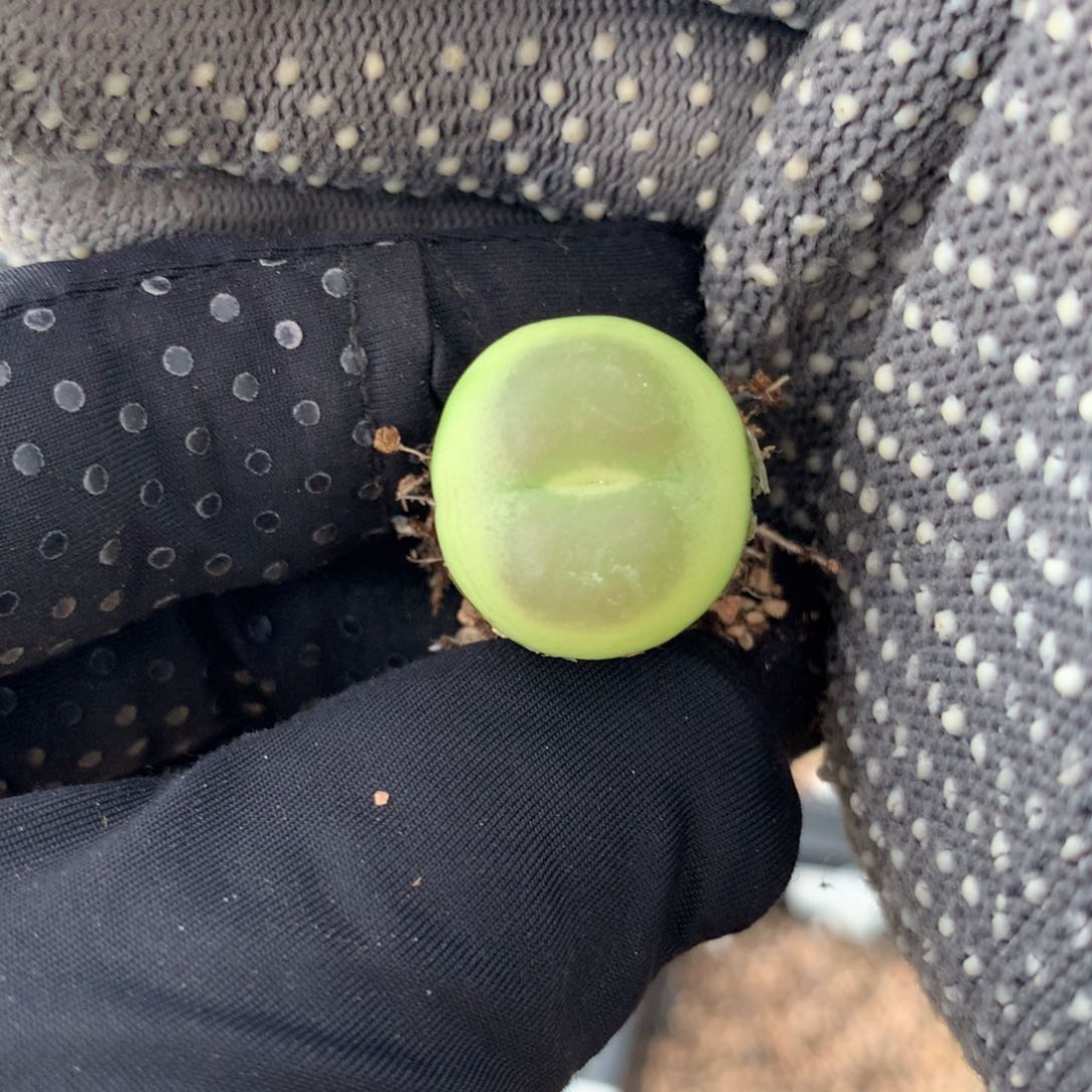 735紫皮拉登母本