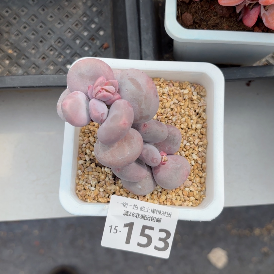 大叶奶老桩多肉多肉