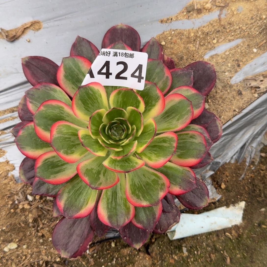 媝424黑膜锦寄养到秋