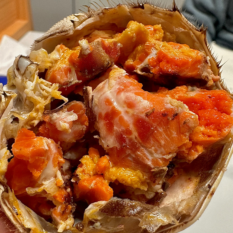 【活蟹现发】2.5-2.2两母蟹8只/10只精品大闸蟹顺丰冷链包邮AC