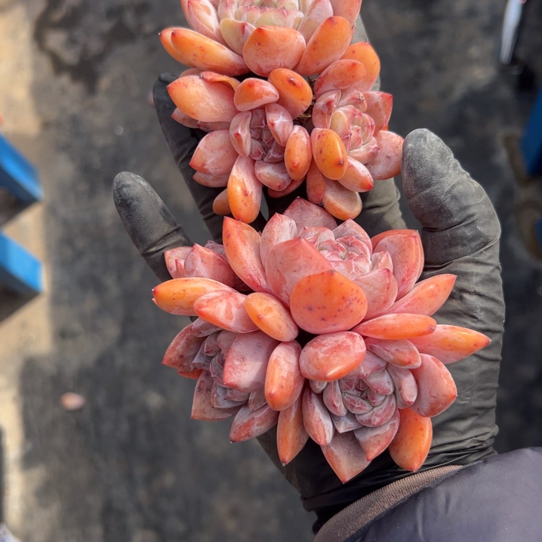 俩个四头星影000000000000