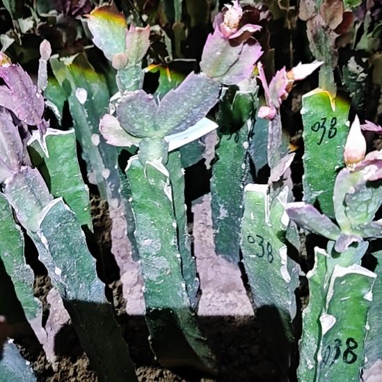 038双心皇后嫁接零度之上包邮425