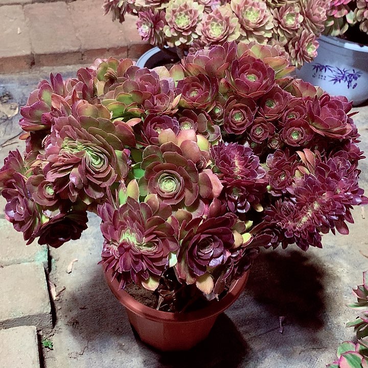 万缀朵朵，多肉植物