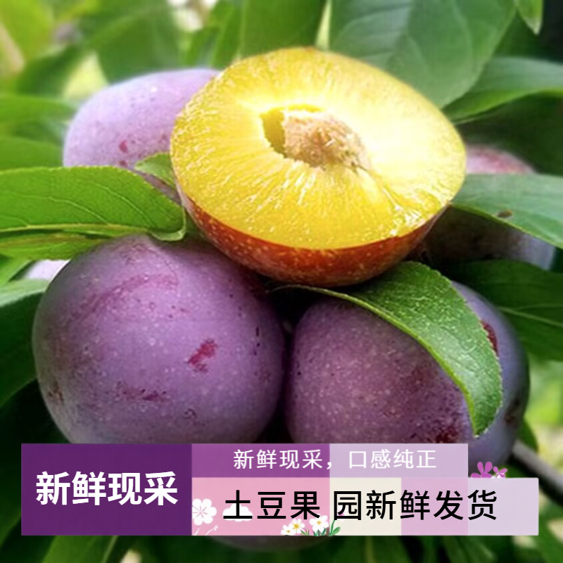 5斤正宗五月脆凤凰新鲜现采现采脆甜可口新鲜由土豆果园发货
