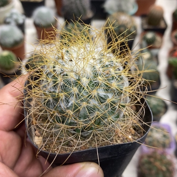 实生狂刺海泉特价福利