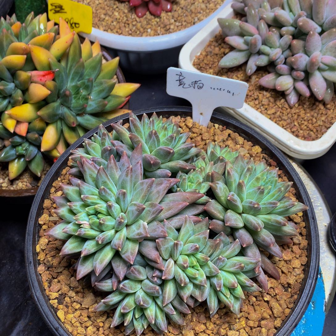 美人系多肉植物哈哈哈哈哈