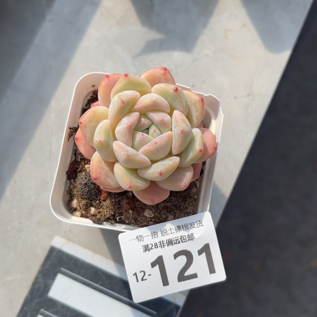 雪厚单头多肉多肉多肉