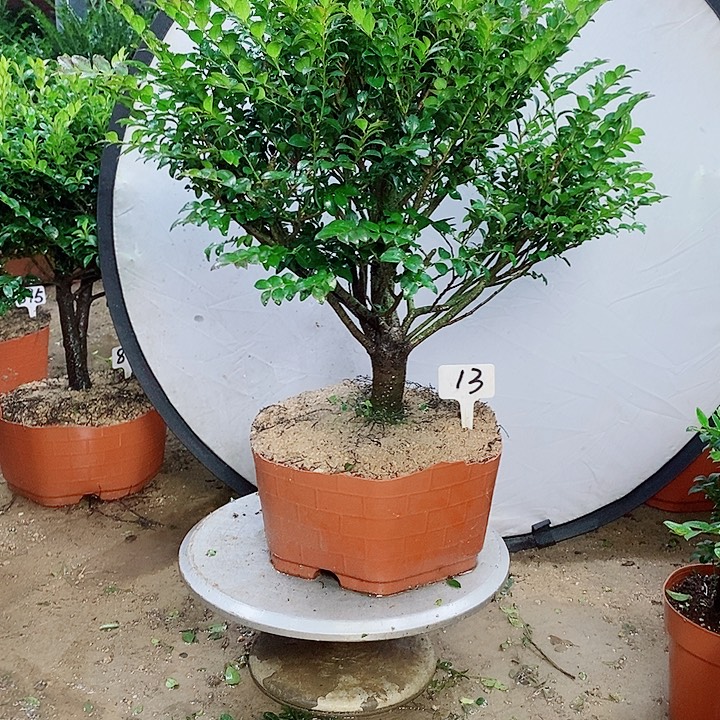 当前无花栽培后可以开花