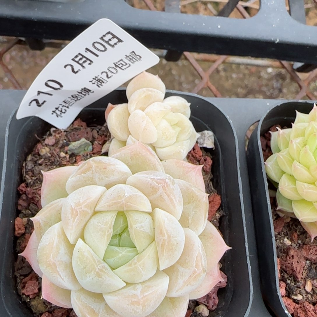 花语逸境0210-210