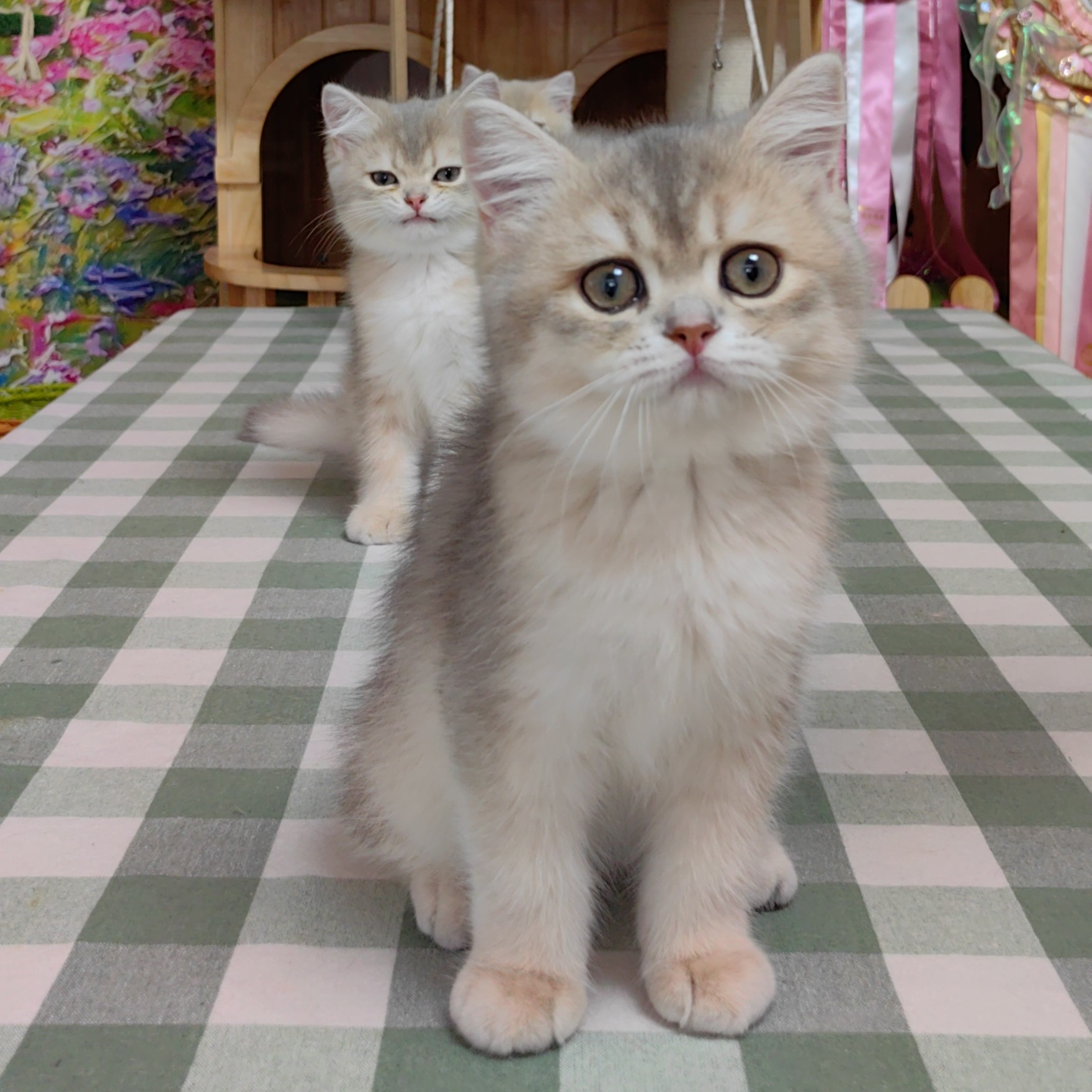 宠物猫金渐层蓝金渐层英短猫