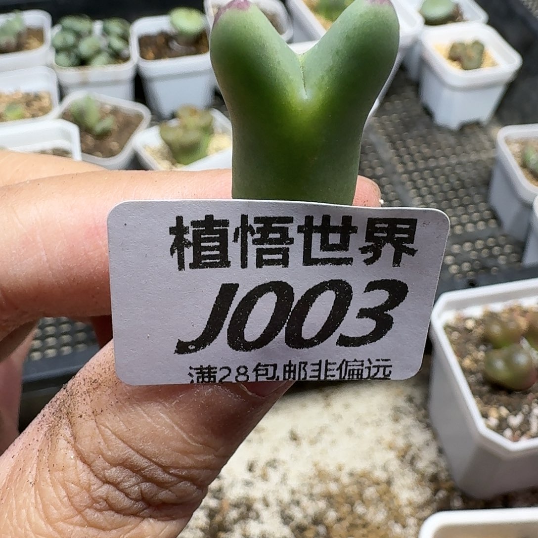 多肉植物的润泽和