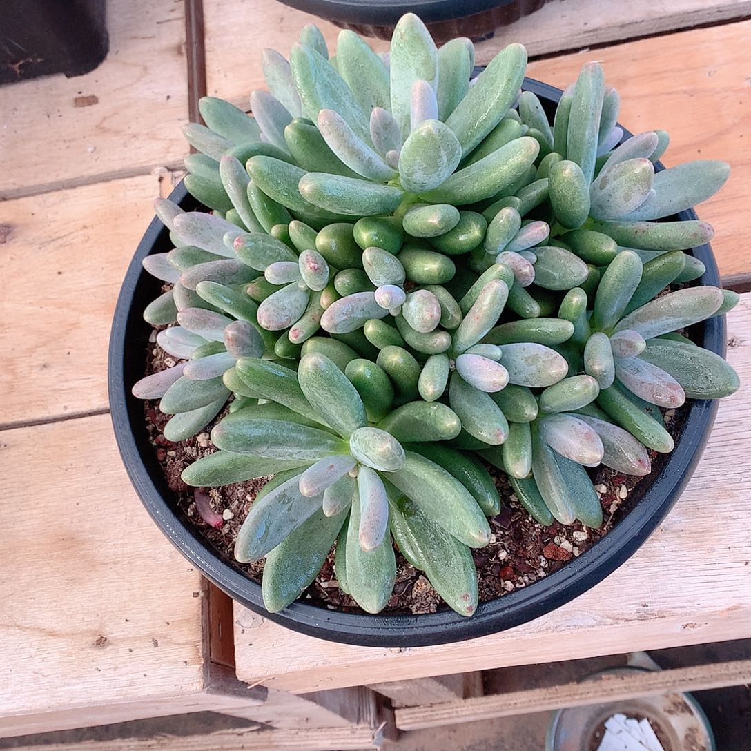 多肉植物多肉植物