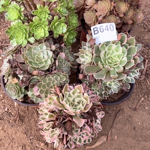 640五颗法师多肉植物
