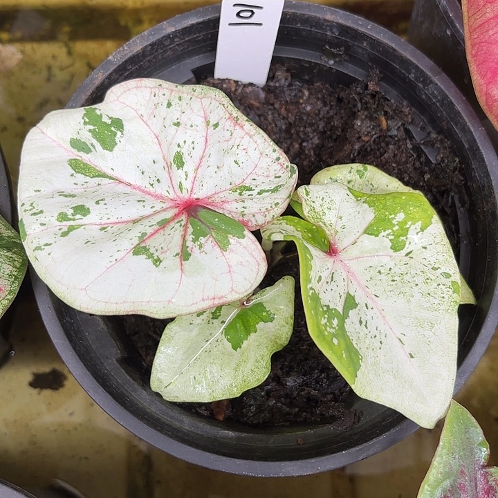 101-0805PJT广东现货