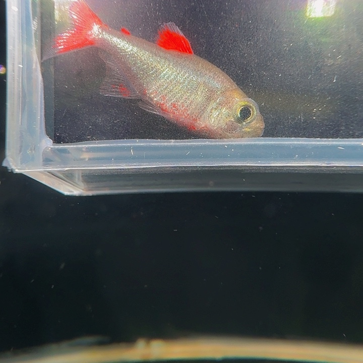 灯科鱼左下缸19号 四红灰太狼 2.5cm左右 一条