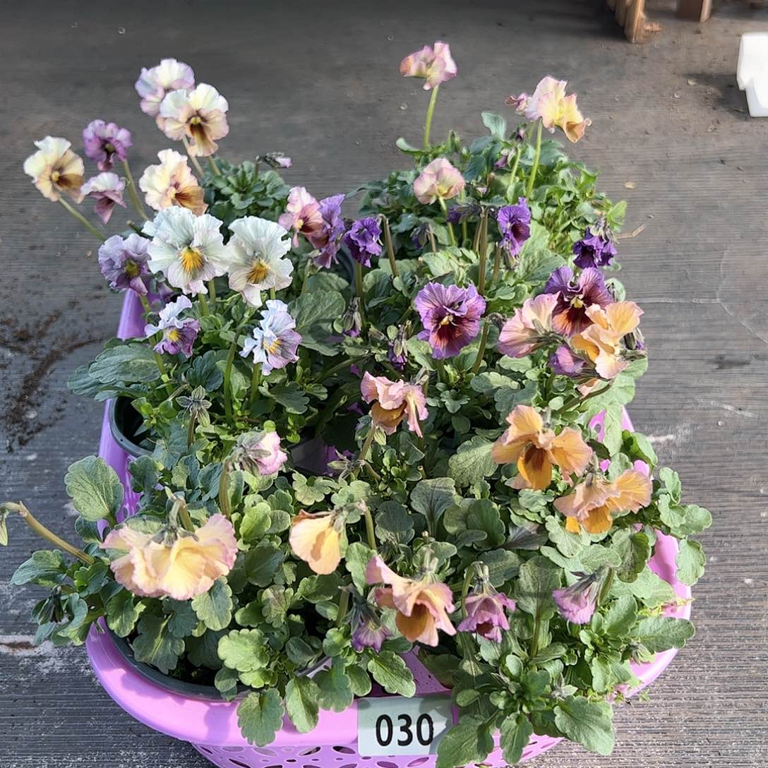 【闪购商品】030号