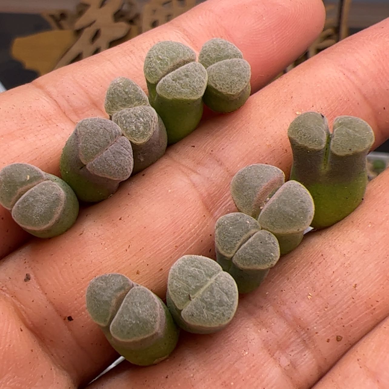 【闪购商品】0000007极窗风铃