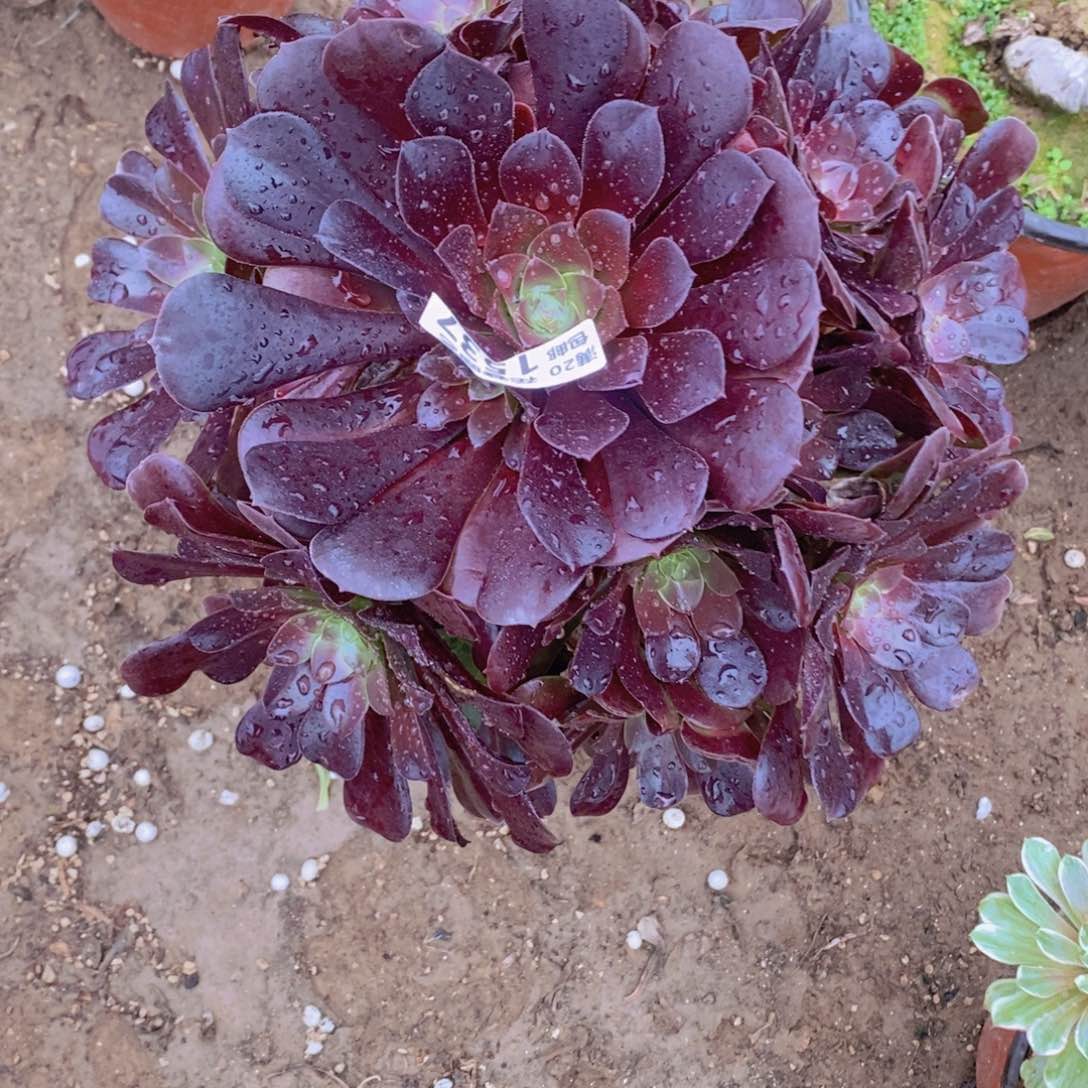 1537 号一物一拍多肉植物
