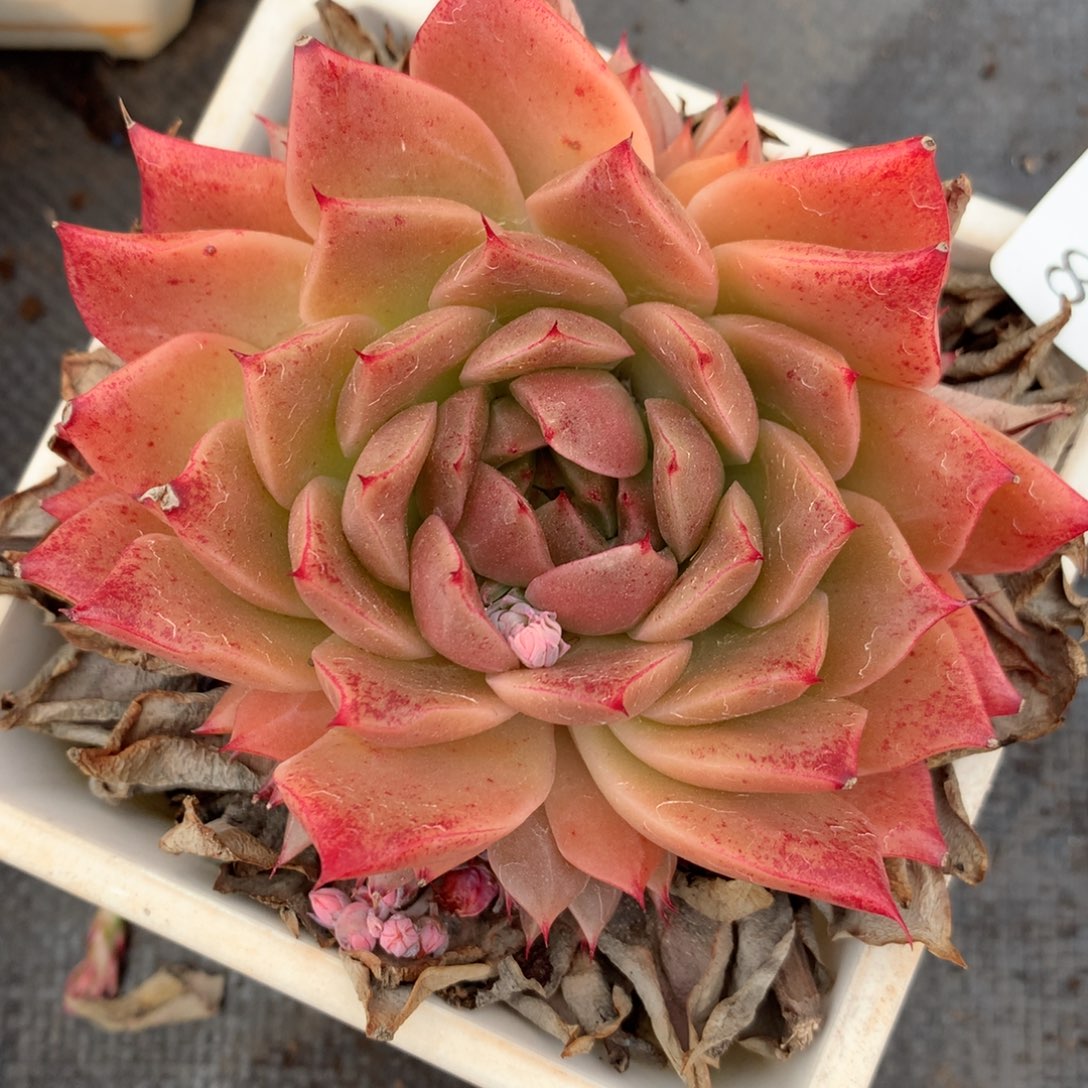 883杂交多肉9厘米