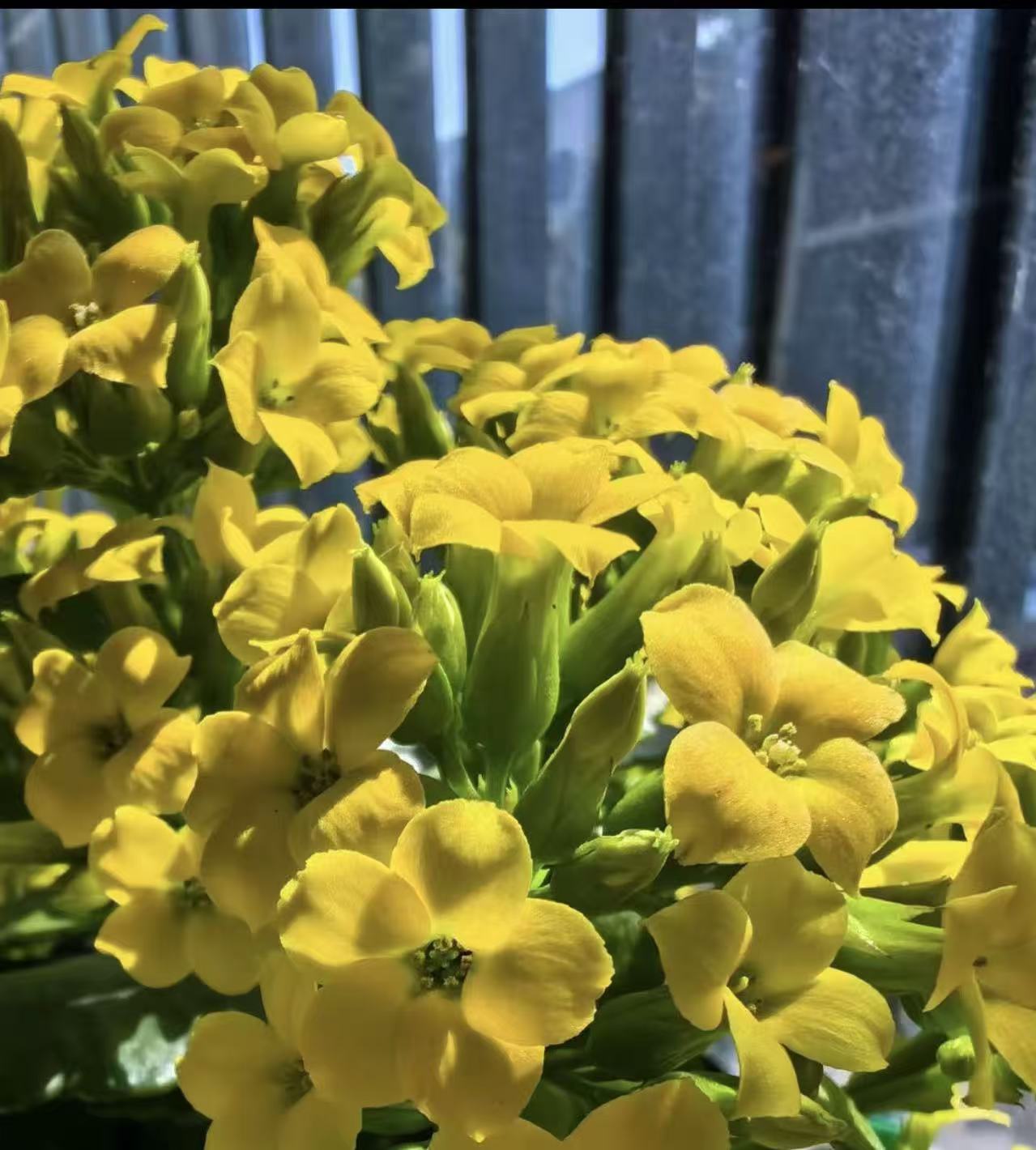 【唯一】120长寿花（两单起发！）