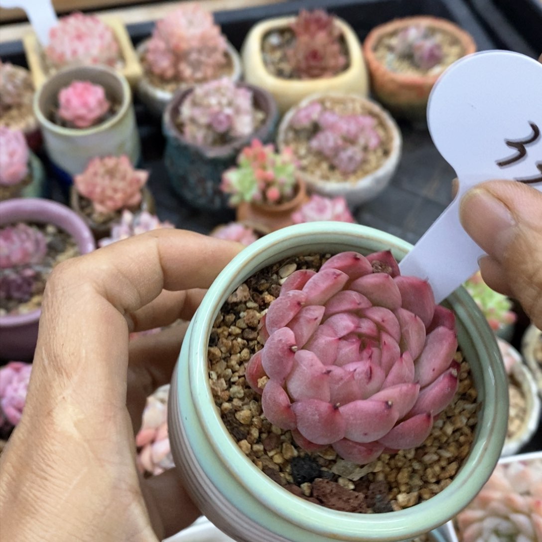 多肉植物一物一拍333