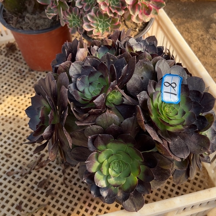 仗***涯多肉植物黑骑士81